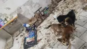 Cadeirante e animais mortos em casa com fezes em SC