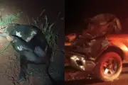 Caminhonete atinge vacas na BR-163 e causa congestionamento em MS