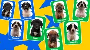 Campanha de adoção de cães usa nomes de jogadores da Seleção em SP