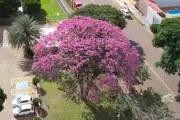Campo Grande cria programa de proteção aos ipês, árvore símbolo da cidade