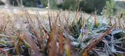 Campos do Jordão amanhece com geada e mínima de 3,1°C