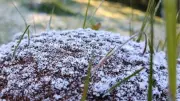 Campos do Jordão registra nova geada com 2,9°C na Serra da Mantiqueira