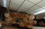 Caso dos 400 gatos em SC: custos podem chegar a R$ 500 mil