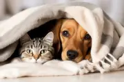 Castração e microchipagem gratuita de pets no DF a partir de terça