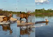 Cervo-do-pantanal é filmado nadando no rio Araguaia, em Caseara