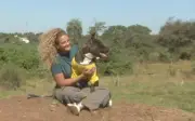 Cães e gatos viram figurinhas de álbum em Rio Preto