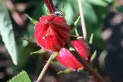 Chá de hibisco: benefícios e como preparar a bebida
