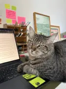 Chimi, o gato vira-lata falante, é destaque na coluna 'Amor animal'