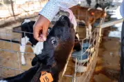 China reconhece Brasil como território livre de febre aftosa