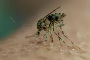 Ciência explica por que mosquitos picam mais algumas pessoas