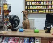 Cão caramelo vira 'funcionário CLT' em mercado de SC e viraliza nas redes