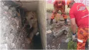 Cão preso 24h embaixo de calçada em Fortaleza é resgatado pelos bombeiros