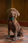 Cão real vai interpretar Scooby-Doo em nova série live-action da Netflix