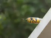 Cobra caninana é flagrada escalando vegetação em Ilhabela
