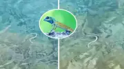 Cobra invasora aprende a nadar e ameaça lagarto símbolo de Ibiza