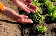 Cooperativismo impulsiona sustentabilidade com crédito para água e saneamento