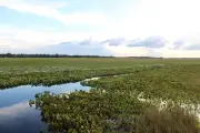 Corpo não identificado é encontrado boiando em rio no Curiaú, em Macapá