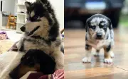 Cruzamento de husky com salsicha gera filhotes fofos em Goiás; veja vídeo