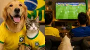 Cuidados com cães e gatos durante a Copa do Mundo