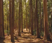 Dia dos Namorados: trilha inclusiva no Parque da Cidade, Niterói
