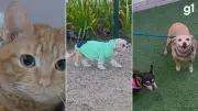 Doenças respiratórias em pets no inverno: veja como proteger cães e gatos