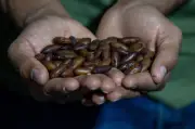 Edital do Fundo Amazônia fortalece viveiros e redes de sementes