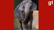 Elefanta Baby viaja para santuário em MT após décadas em cativeiro