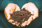 Embrapa lança guia gratuito para produção de húmus com minhocas