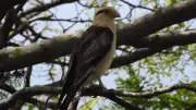 Estudo da UFPI identifica 115 espécies de aves em Teresina e destaca áreas verdes
