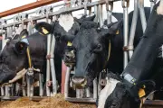 EUA registram primeiro caso de berne em bezerro no Texas desde os anos 1960