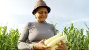 Família em Roraima aposta no milho verde para festas juninas