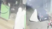 Fantasma' furta orquídea de idosa de 87 anos em BH