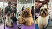 Feira de negócios para pets no RS apresenta spray contra mau hálito e ração fit