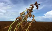 FII RZTR11 rescinde contrato da Fazenda Bom Jardim após inadimplência
