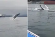 Filhote de baleia jubarte perdido no Porto de Santos é filmado saltando