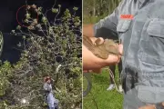 Filhote de bem-te-vi resgatado de cabeça para baixo em árvore em Santos