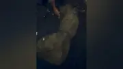 Filhote de peixe-boi resgatado em Óbidos, Pará