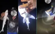 Filhote de tubarão é capturado e solto em Boa Viagem após ataques