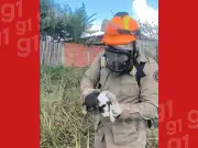 Filhotes de cachorro resgatados em incêndio no interior do Acre