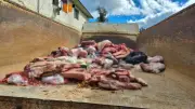 Fiscalização apreende 1,5 tonelada de alimentos impróprios em Jaquirana