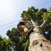 Força-tarefa de podas em São Fidélis altera trânsito e energia até sexta