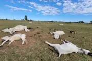 Frio extremo mata 80 bovinos em MS; Iagro orienta produtores