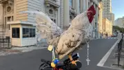 Galo com terço no pescoço participa de procissão de Corpus Christi em Porto Alegre