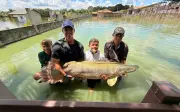 Garoto de 12 anos pesca pirarucu de 130 kg em Itapuranga