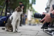Gato Larry, mascote de Downing Street, já serviu seis premiês e é símbolo de estabilidade no Reino Unido