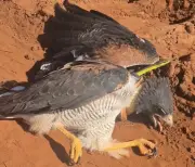 Gavião ataca cobra e acaba imobilizado por serpente em MS