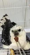 Gavião-pombo-pequeno, ave rara e ameaçada, é resgatado em Barra do Piraí