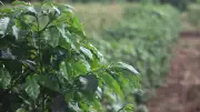Geoprocessamento e dados climáticos fortalecem cafeicultura contra mudanças do clima