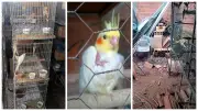 Homem multado em R$ 540 mil por maus-tratos a 179 aves exóticas
