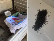 Infestação de moscas volta a afetar moradores de Teresópolis